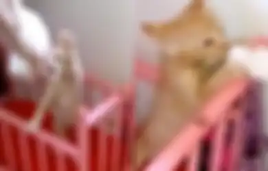 GEMAS! Diperlakukan Bak Anak Manusia, Kucing Mungil Ini Mampu Lakukan Kebiasaan Bayi Sebelum Tidur