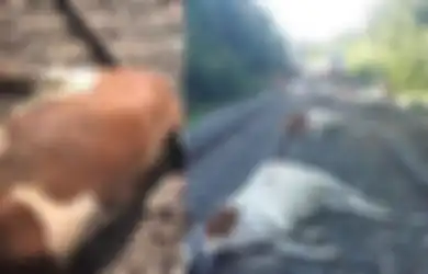 Ditabrak Kereta Api Cepat, 20 Ekor Sapi Tewas, Padahal Mereka Diduga Telah Mengembara Sejauh 8 Kilometer Sebelumnya