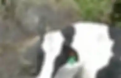 Setengah Tubuhnya Terpotong, Sapi yang Tengah Hamil Ini Masih Hidup dan Ditemukan dalam Kondisi Menyedihkan, Kekejaman Ini yang Jadi Sebabnya: 'Dimutilasi di Jurang'