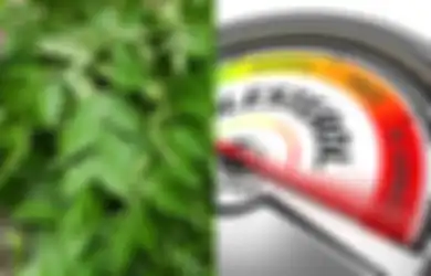 Kabar Baik Buat Pengidap Kolesterol dan Asam Urat di Seluruh Indonesia, Cukup dengan Makan Rebusan Sayur Murah Meriah Ini, Kondisi Tubuh Akan Berubah Seperti Ini, Dijamin Tidak Akan Nyesal!