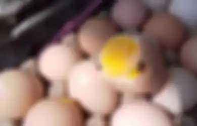 Nekat, Pabrik Kue Ini Gunakan Telur Busuk Demi Tekan Biaya Produksi, Aksi Nakalnya BerakhirDigrebek Polisi