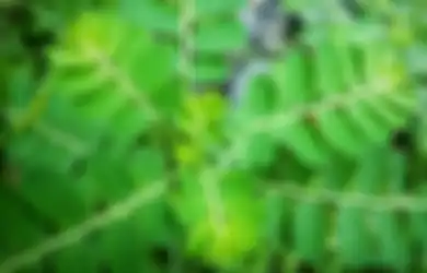 Berbau Mistis, Ini 4 Manfaat Mengejutkan Rajin Konsumsi Daun Kelor
