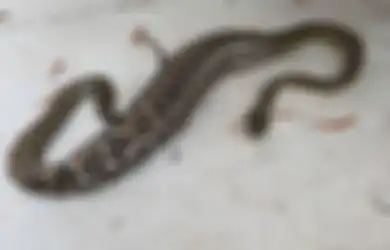 Panjangnya Capai 2 Meter, Ular Piton Raksasa Ini Ditemukan Sedang Tidur di Kebun, Ternyata Sudah Memangsa 'Bagian Keluarga' Ini: 'Anak-anaknya Juga Sangat Sedih' 