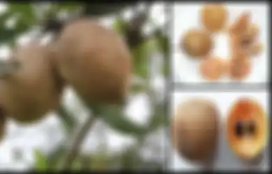 10 Manfaat Buah Sawo yang Tidak Anda Ketahui, dari Obati Gangguan Lambung hingga Cegah Jenis Kanker Tertentu!