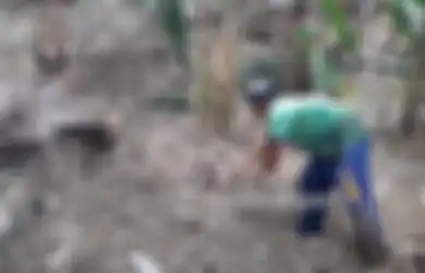 Misteri Mayat Keluar dari Dekat Pohon Pisang di Bogor Gegerkan Warga, Tangannya Awalnya Menyembul dari Tanah, Begini Fakta Sebenarnya