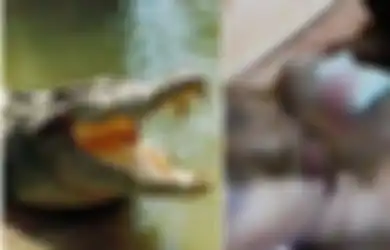 Asyik Berenang di Sungai, Bocah 9 Tahun Ini Diterkam Buaya hingga Melukai Lehernya, Kakak dan Teman-temannya Segera Ramai-ramai Lakukan Aksi Mendebarkan Ini untuk Usir Buaya
