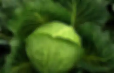 Coba Tempelkan Sayur Kol Pada Payudara Bisa Beri Efek Mengejutkan, Ini Penjelasannya