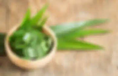 Alami Insomnia Parah hingga Gangguan Kecemasan? Ganti Obat Tidur ataupun Pil Penenang dengan Daun Pandan, Rasakan Khasiatnya yang Tak Main-main