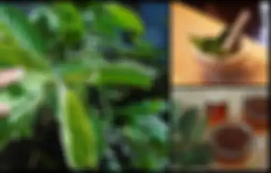 4 Manfaat Daun Jambu Biji Bagi Kesehatan Kulit Anda, Termasuk Dapat Mengatasi Keriput, Begini Cara Pakainya!