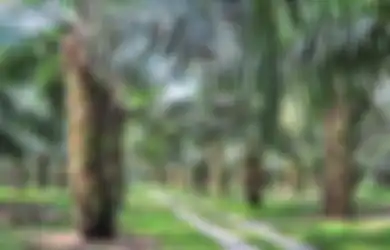 Berkat Bisnis Kelapa Sawit, Inilah 5 Orang Paling Tajir Melintir di Indonesia, Salah Satunya Masih Usia Muda!