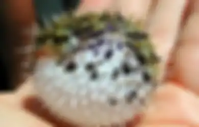 Viral Satu Keluarga Tewas Keracunan Sehabis Makan Ikan Buntal, Rupanya Ikan Buntal Termasuk Salah Satu Makanan Berbahaya di Dunia, Apa Saja yang Lain?