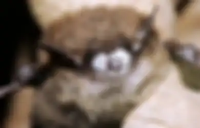 Jadi Suka Terbang Melawan Kodrat, Jutaan Kelelawar Ini Tiba-tiba Mati dalam Kondisi Hidung Memutih, Sindrom Misterius Ini Diduga Jadi Penyebabnya