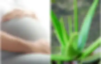 Tidak Hanya untuk Kecantikan, Lidah Buaya pun Punya Manfaat Bagi Wanita Selama Kehamilan, Salah Satunya Ringankan Rasa Sakit, Mau Coba?
