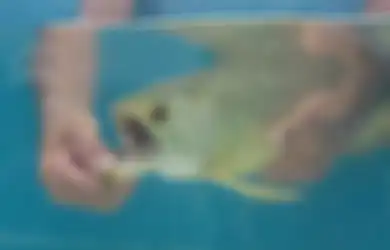 Beruntungm Pria ini Temukan Rejeki Nomplok dari Mulut Ikan Arwana yang Baru Dibelinya, Bikin Dia Jadi Kaya Mendadak