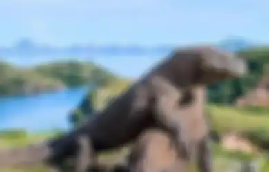 Foto Komodo Hadang Truk Pekerja Bikin Heboh, Pembangunan 'Jurassic Park' di TN Komodo Jadi Sorotan, Begini Kronologinya