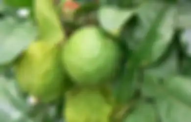 Tanaman Herbal yang Dapat Mencegah Covid-19, Sudah Konsumsi Apa Saja?