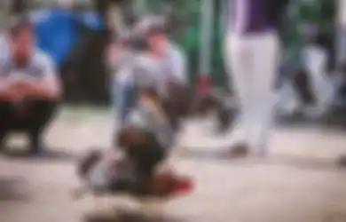 Bagai Senjata Makan Tuan, Pria Ini Tewas oleh Ayam Jantannya Sendiri Saat Sabung Ayam