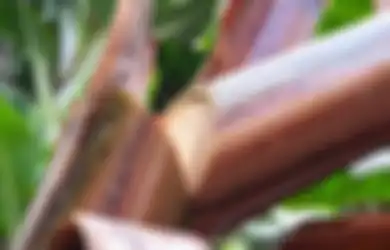 Di Indonesia Hanya Dibuang, Ternyata Batang Pohon Pisang Dihargai Fantastis di Amerika Karena Punya 10 Manfaat Ajaib Ini