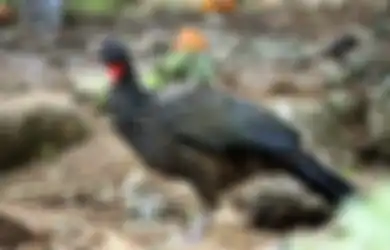 Seteguk Harganya Rp 35 Ribu, Secangkir Crappuchino Ini Harganya Capai Setengah Juta, Ternyata Nilai Mahal Didapat dari Kotoran Ini: 'Anda Akan Kecanduan'