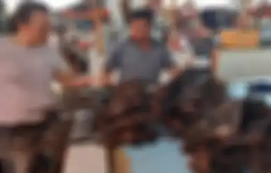 Waspada, Ditemukan 6 Virus Baru pada Kelelawar Buah di Indonesia, Begini Cara Menghindarinya Menurut Ahli Patologi!