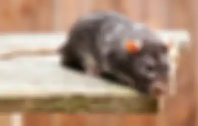 Tikus Berkeliaran di Rumah? Tak Usah Pusing, Cukup Gunakan 3 Bahan Dapur Ini, Dijamin Ampuh!