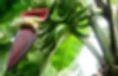 5 Manfaat Jantung Pisang untuk Wanita, Termasuk Bisa Kurangi Perdarahan Menstruasi Lho!