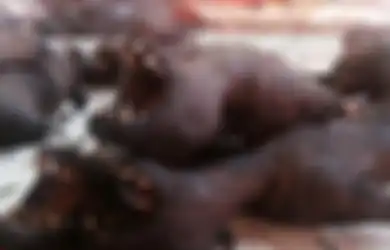 Beginilah Penampakan Ekstrem Foto-foto Pasar Tomohon, Tempat  yang Dianggap Mirip dengan Pasar Penyebar Virus Corona di Wuhan Tiongkok