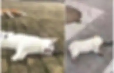 Tepat Setahun Lalu di China, Begini Kronologi Lempar Kucing dan Anjing dari Jendela Apartemen yang Sempat Buat Geram Warga Dunia!