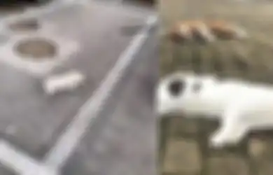 Kucing-kucing dan Anjing di China Dilempar dari Jendela hingga Mati, Pemiliknya Takut Tertular Virus Corona yang Sudah Menginfeksi 11.000 Orang, Bagaimana Kebenarannya?