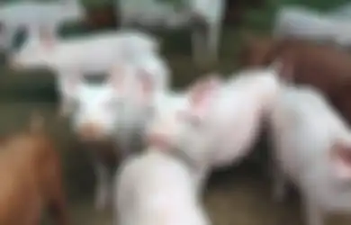 Babi Mati Mendadak di Bali Capai 888 Ekor di 2020, Peternak Sayangkan Hasil Lab Tak Kunjung Keluar, Apa yang Terjadi?
