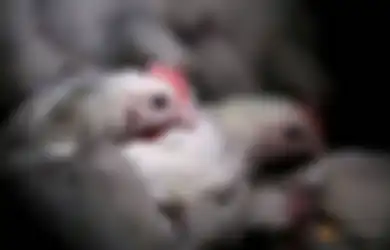 Kabar Baik Bagi Para Peternak Ayam, Pemerintah Siap Beli Ayam Peternak Jatim Agar Keuntungan Kembali Kepada Para Peternak yang Terdampak Covid-19