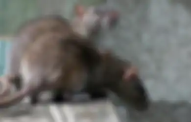 Cara Ampuh Usir Tikus dari Rumah Secara Alami