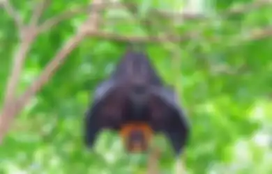 Duh, Meski Virus Corona Dianggap Berasal Dari Kelelawar, Ilmuwan Berang dan Salahkan Manusia Atas Pandemi Covid-19 ini, Simak Penjelasan Selengkapnya