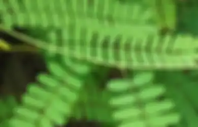 #HadapiCorona, Ini Manfaat Daun Saga Untuk Atasi 6 Gejala Terinfeksi Virus Corona