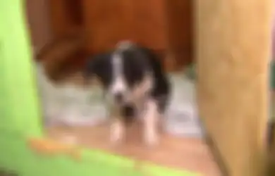 Tercium Bau Daging Goreng dan Darah Berceceran, Pasangan Kejam Ini Tertangkap Basah Telah Pukuli Anjing yang Diadopsi hingga Mati, Bahkan Memasak dan Memakan Dagingnya