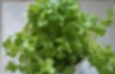 5 Manfaat Menambahkan Aromatik Daun Ketumbar dalam Makanan Sehari-hari