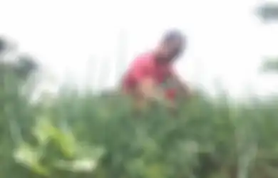 Indonesia Dilema Impor Bawang Karena Corona, Harusnya Petani Millenial Seperti Sosok Ini 'Didorong Lagi' Supaya Berhasil Produksi Bawang, Ini Kiprahnya