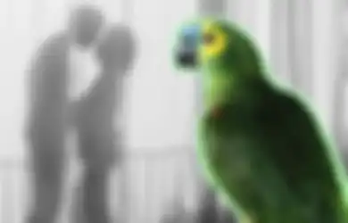 Kicauan Burung Beo yang Seperti Rayuan Bongkar Perselingkuhan Suami & Pembantu, Istri Syok, Paham Kalimat yang Dimaksud