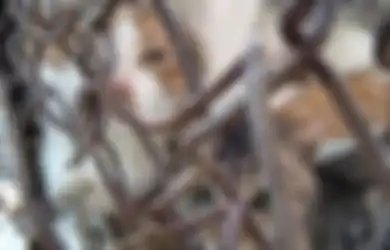 Kucing Direbus Hidup-hidup, Pedangang Ini Diduga Dengan Kejam Manfaatkan Hewan Peliharaan Untuk Hal Ini, Fakta di Balik Tindakannya Bikin Syok