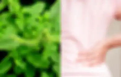 Ini 6 Manfaat Tanaman Obat Bayam Duri, Termasuk untuk Kesehatan Tulang, Tapi Hati-hati Bagi Penderita Ginjal