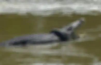 Ngeri, Begini Detik-detik Seorang Pria Diterkam Buaya, Diseret ke Sungai, hingga Menghilang, Terjadi di Depan Mata Istri dan Anaknya
