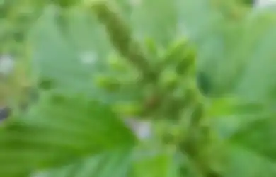 Malah Dikira Banyak Orang Beracun, Ternyata Bunga Bayam Ini Jadi Herbal yang Berkhasiat untuk Tubuh, Bisa Bermanfaat Sembuhkan Penyakit-penyakit Mematikan Ini