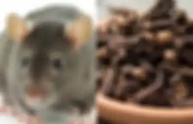 Gunakan Bumbu Dapur ini Untuk Mengusir Tikus yang Ada di Rumah, Lebih Ampuh dari Lem Tikus