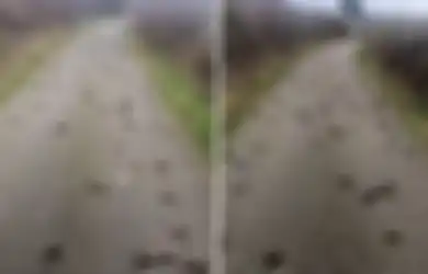Bikin Warga Panik, Tiba-tiba Ratusan Burung Jalak Mati Berjatuhan dari Langit, Sempat Diduga Gegara Penyakit hingga Tanda Akhir Jaman, Pria Ini Bongkar Habis Fakta Dibaliknya