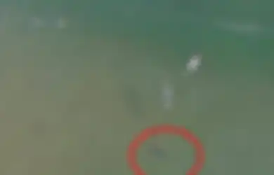 6 Kejadian Ngeri yang Tak Luput Terekam Kamera 'Drone:' dari Buaya Lapar hingga Adanya 'Monster' di Perairan Papua