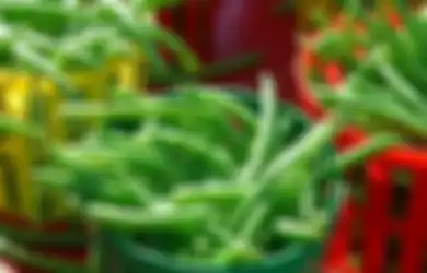 Hanya Dianggap Sayur Biasa, Ternyata Kacang Panjang Simpan Sederet Manfaat Luar Biasa, Bisa Sembuhkan Penyakit-penyakit Mematikan Ini