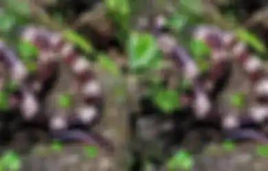 Musim Hujan Sering Undang Ular Masuk Rumah, Tangkal Dengan Keset Jenis Ini dan Periksa Sudut Ini di Rumah
