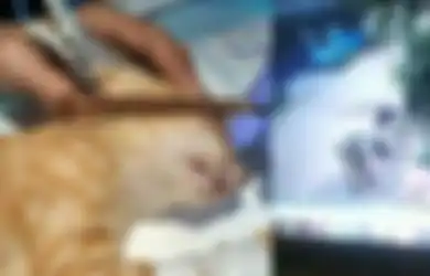 Videonya Viral, Pria Ini Hobi Pukuli Kucing Sampai Mati, Kepergok Ngamuk dan Hampir Pukuli Emak-emak, Saksi: Tiba-tiba Kucing Itu Dipukul dengan Sapu