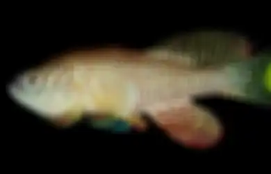 Diprediksi Ilmuwan Bisa Perpanjang Usia Manusia hingga 400 Tahun, Begini Istimewanya Ikan yang Dapat Hidup di Luar Air Selama Bertahun-tahun Ini: Melebihi Rentang Usia Dewasa Mereka