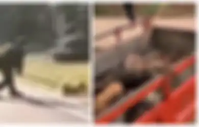 Penduduk sampai Histeris Saksikan Hewan-hewan di China Dibunuh Petugas Secara Tak Manusiawi Demi Cegah Penyebaran Virus Corona, Fakta dari WHO Justru Bikin Kebijakan 'Bunuh Hewan' Tampak Konyol